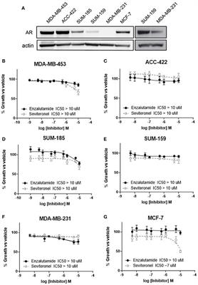 Seviteronel, a Novel CYP17 Lyase Inhibitor and Androgen Receptor Antagonist, <mark class="highlighted">Radiosensitize</mark>s AR-Positive Triple Negative Breast Cancer Cells